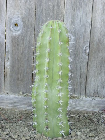 Stenocereus_stellatus_2